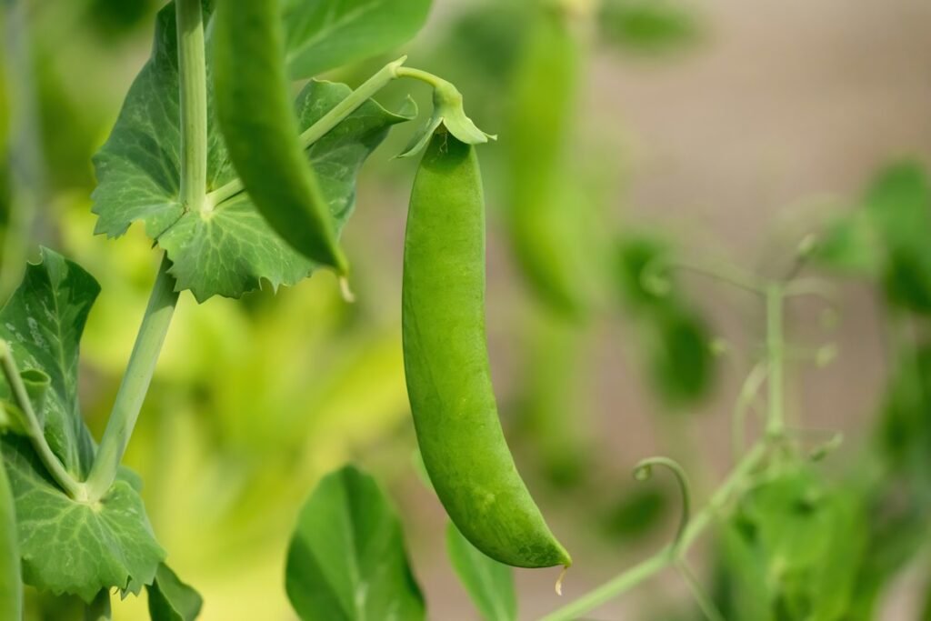 Pea Protein 80%